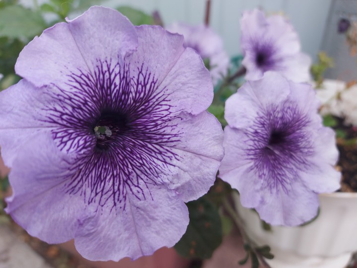 flowers