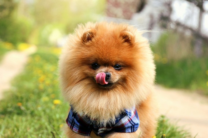Pomeranian dog