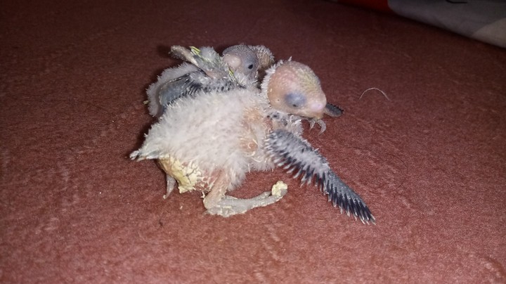 My birds chicken