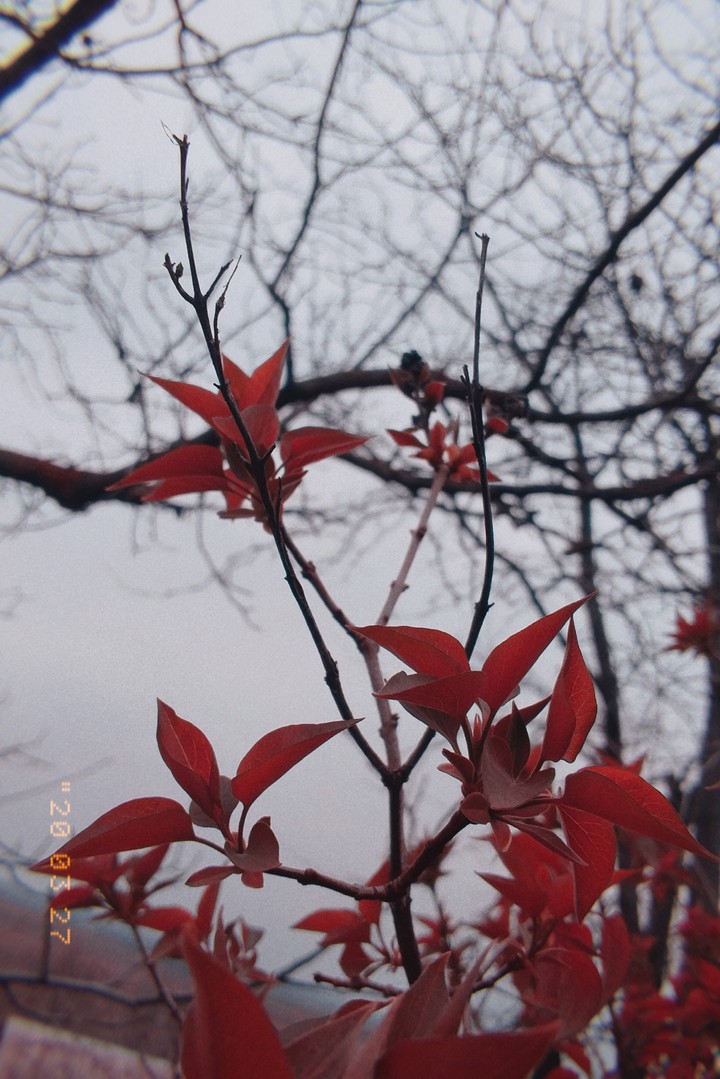 autumn