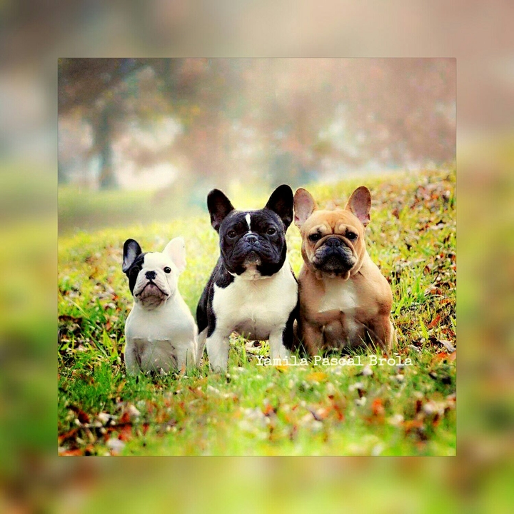 The Family ❤ French Bulldog ❤ My little  babies
