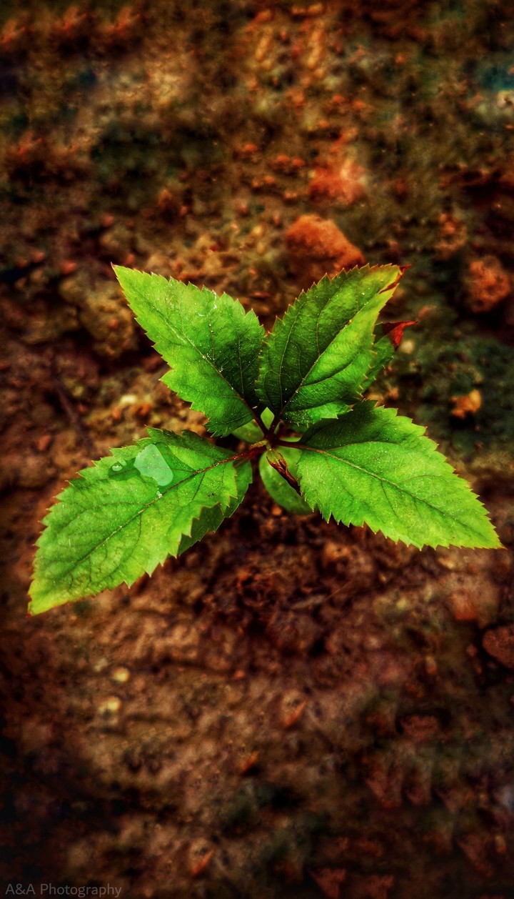 survival of an apple plant 