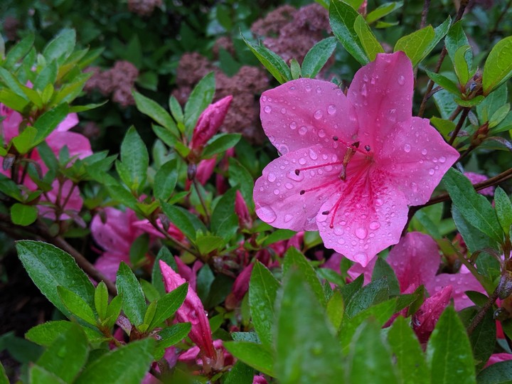 pinkflower after a rain