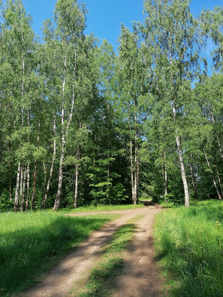 Лес