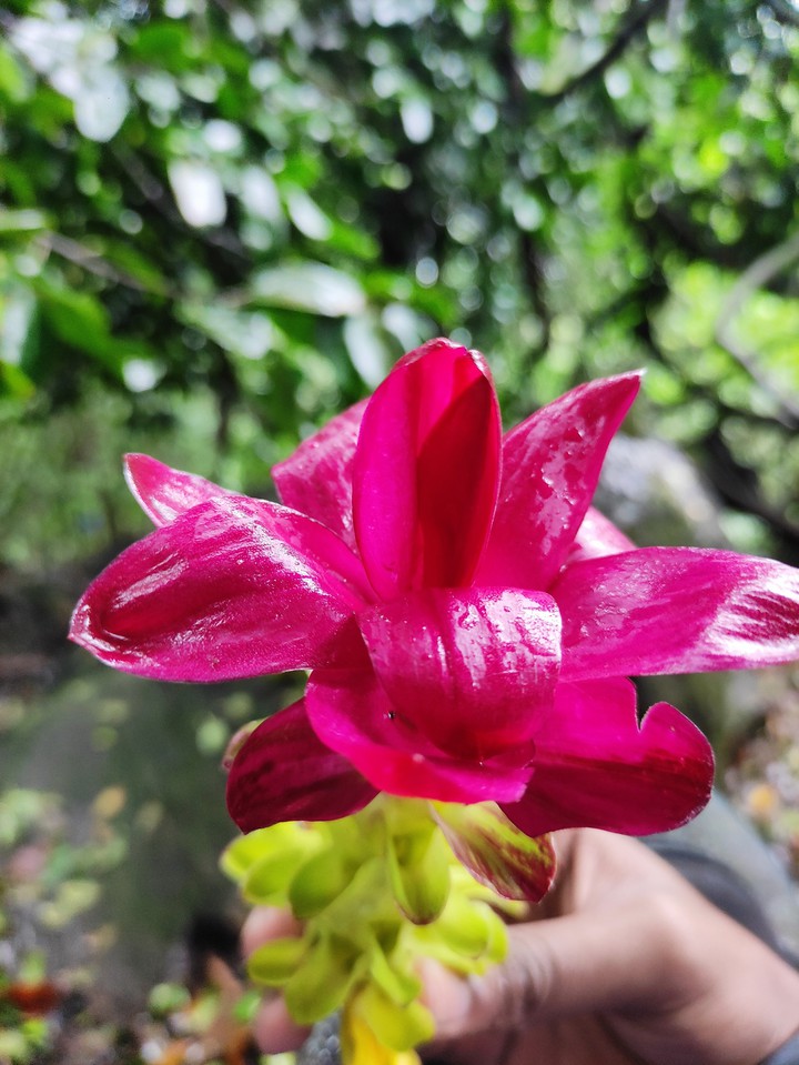 Natural flower