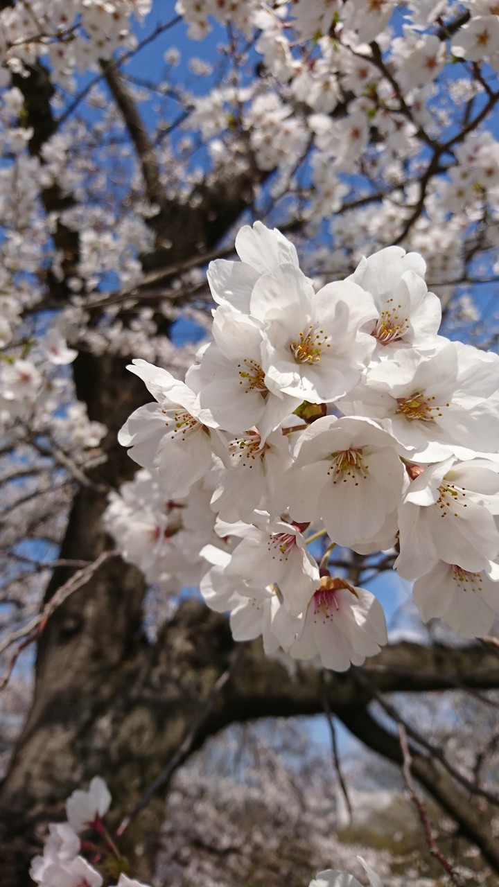 桜