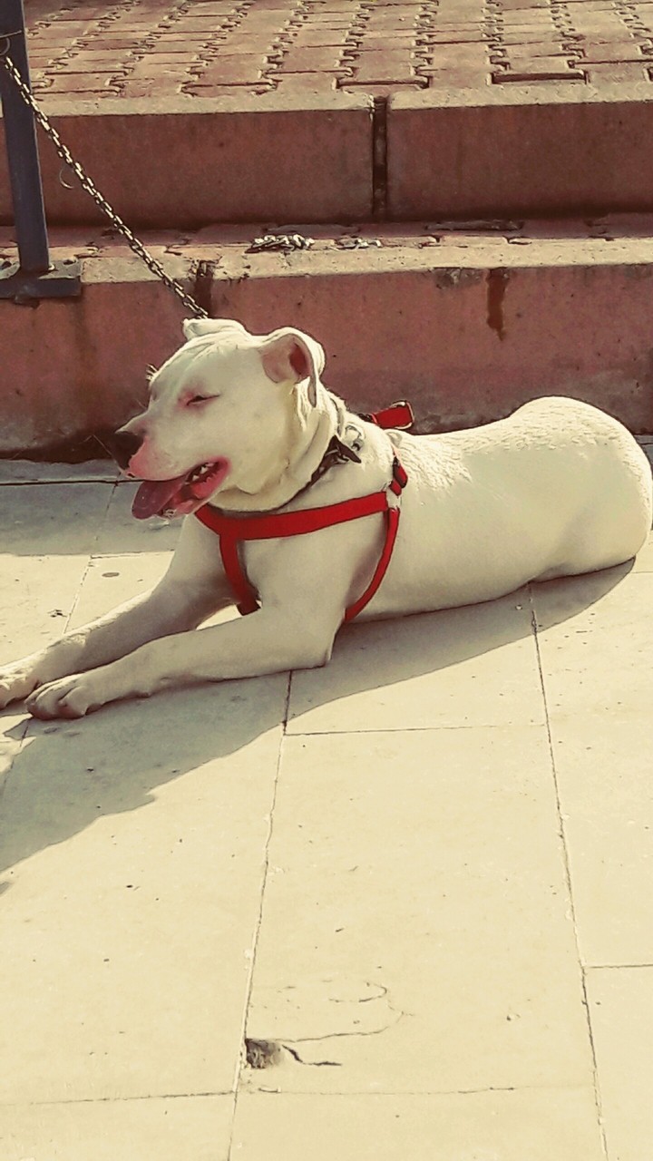 #dogoarjantino