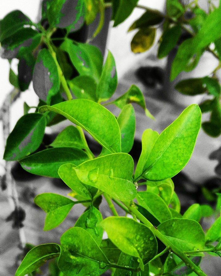 green