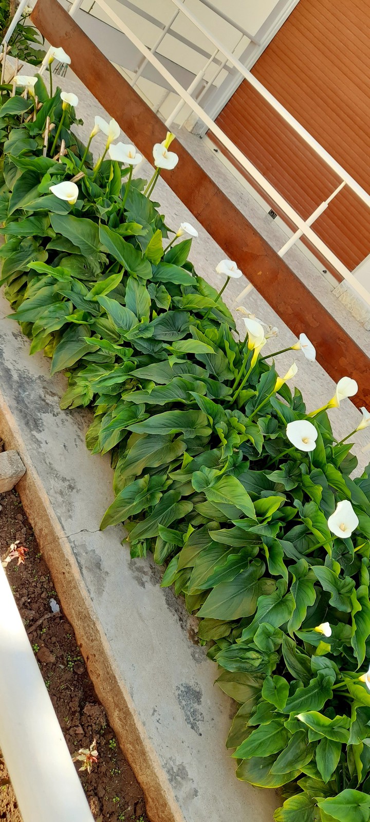 White callas