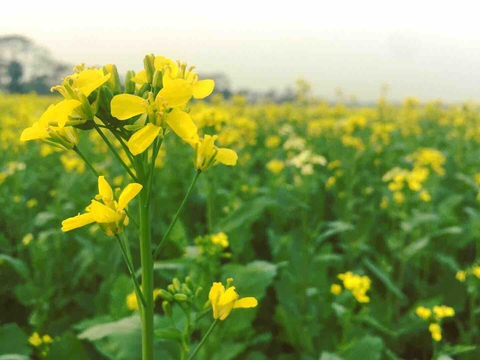 mustard flowers