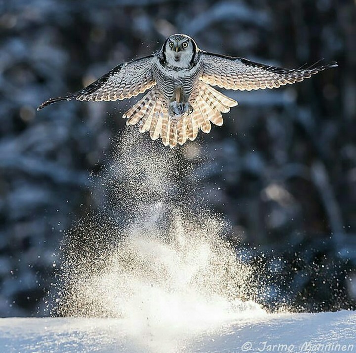 Northern hawk-owl, Kuusamo