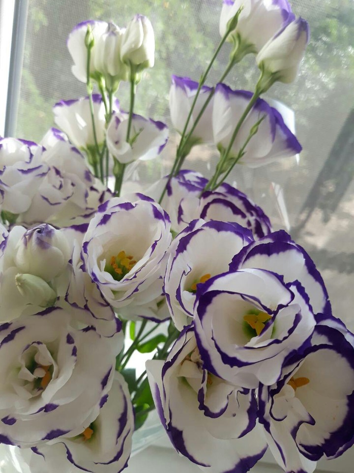 Roses 