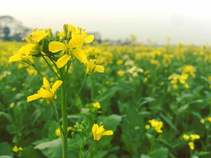 mustard flowers