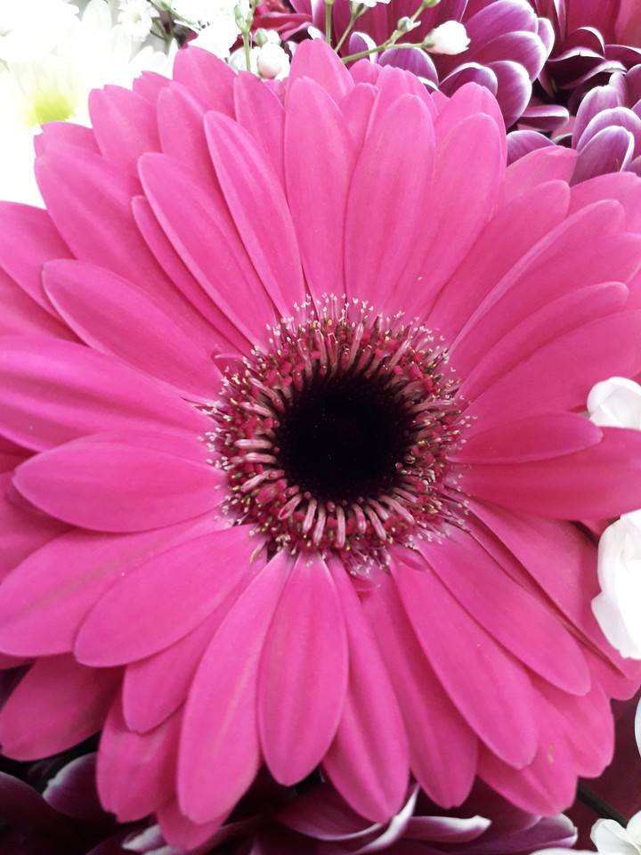 Pink Flower