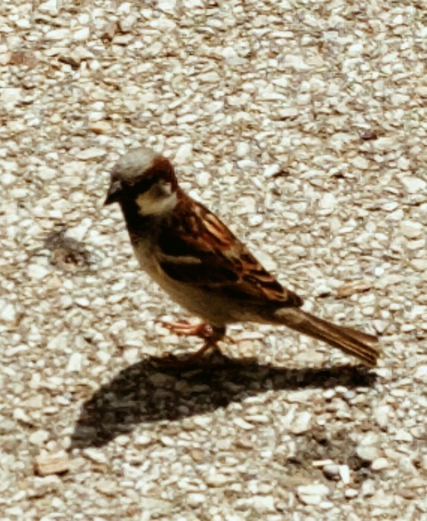 Little Bird