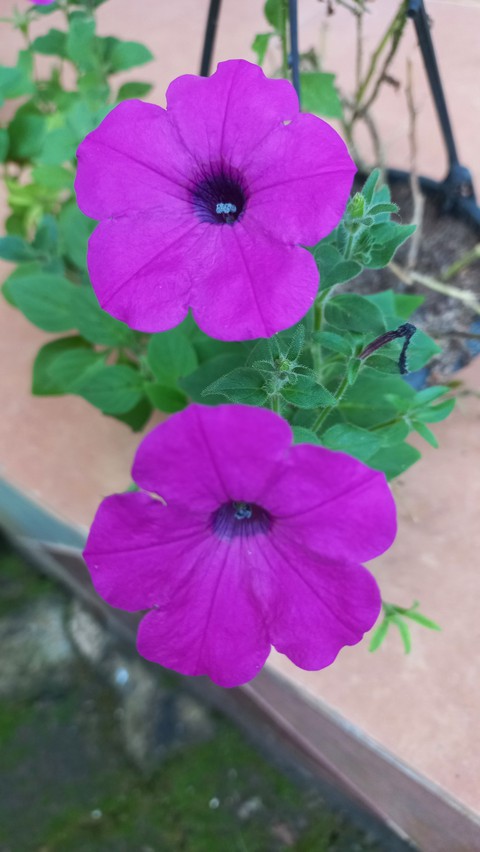 pink flowers