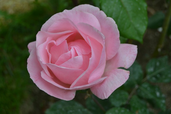 Pink Rose