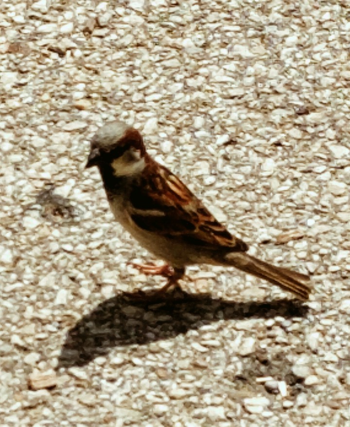 Little Bird