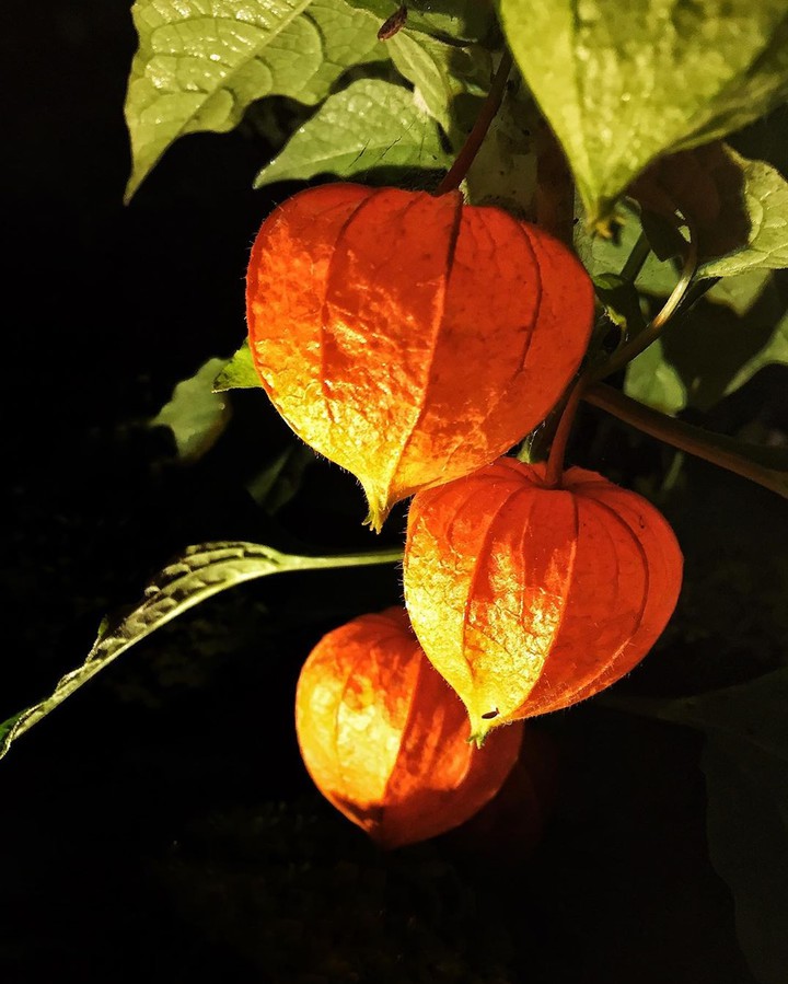physalis