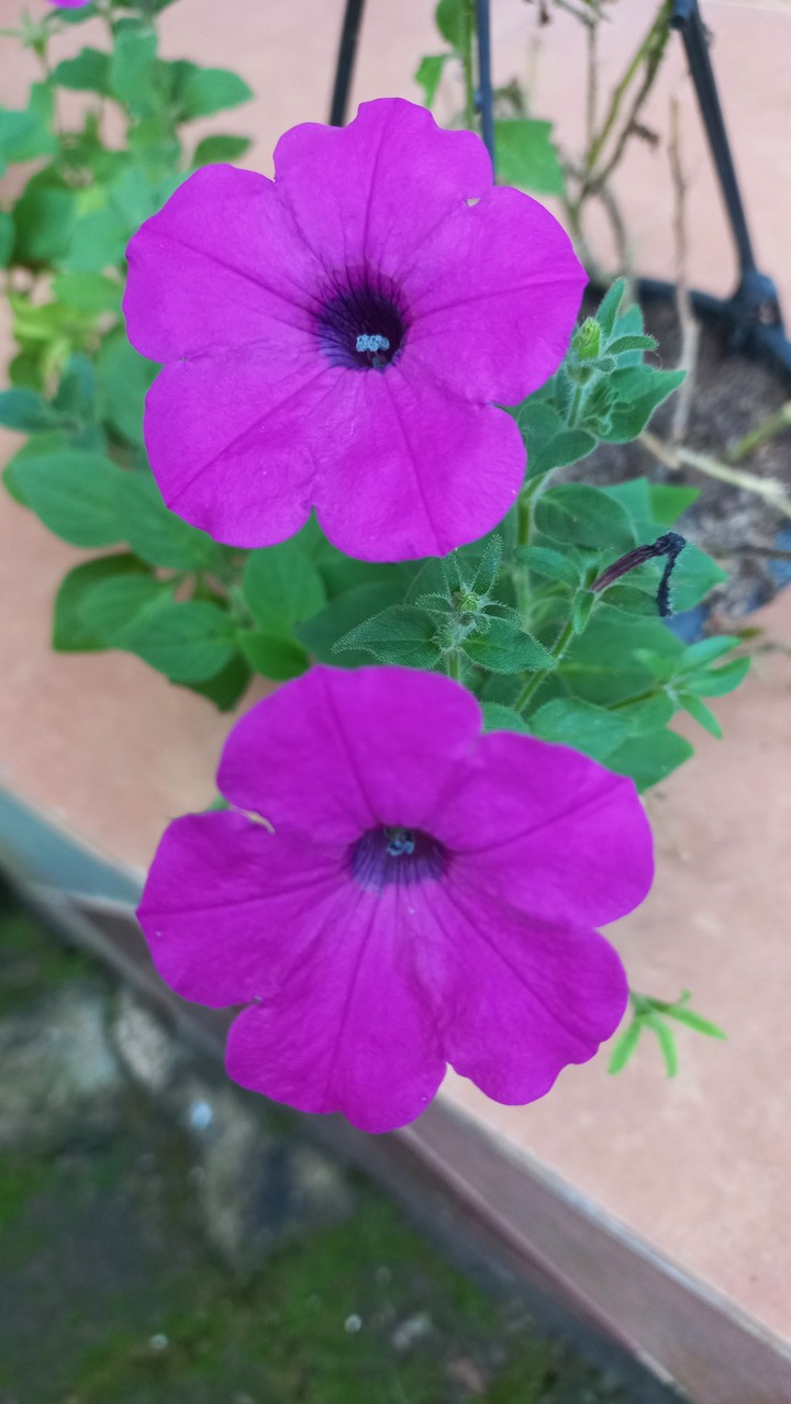 pink flowers