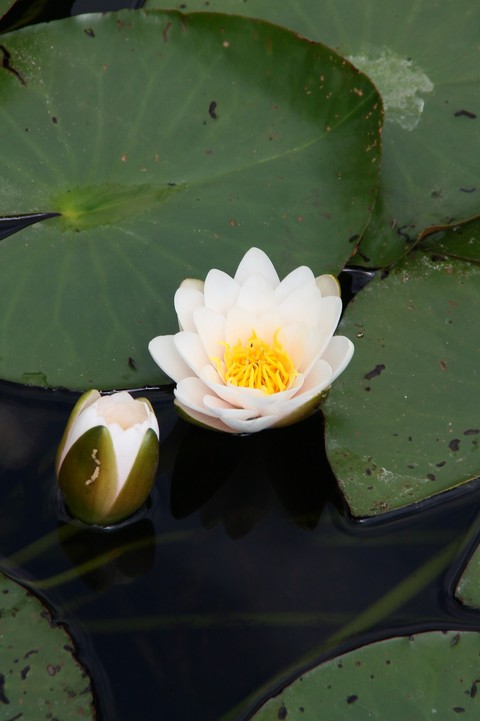 waterlilly