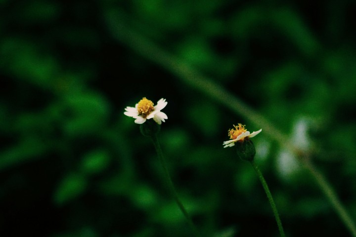 Tridax