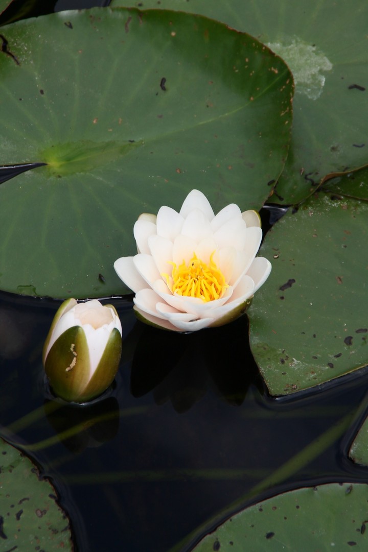 waterlilly