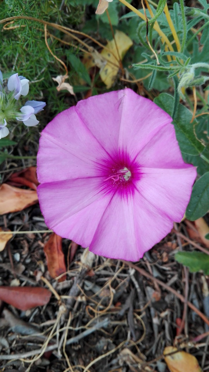 #campanilla morada