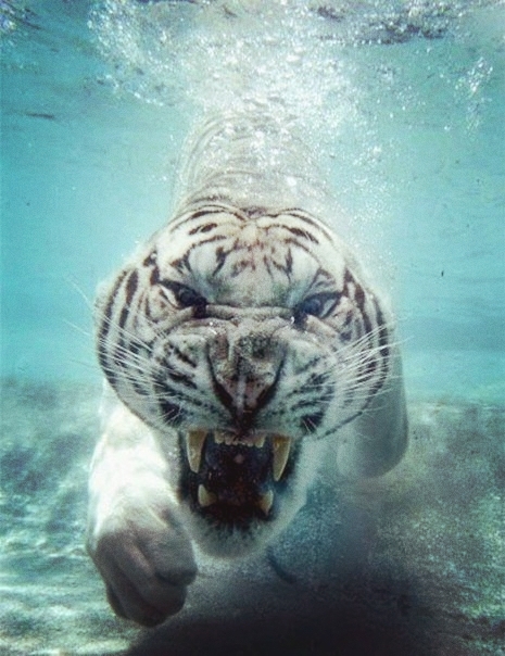 tiger