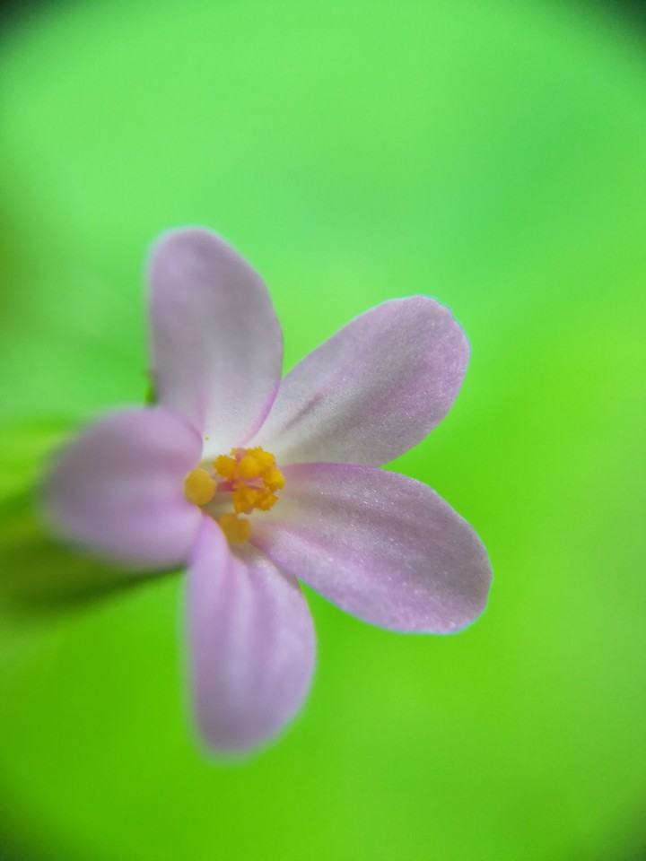 Little flower 
