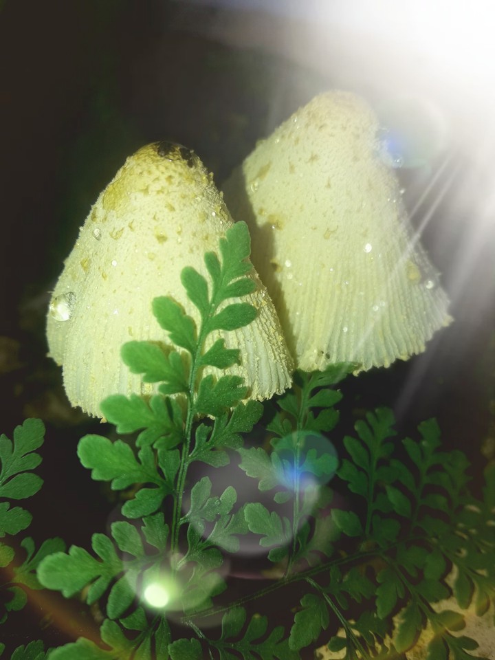 fairy-rings