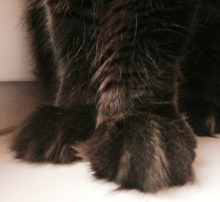 cat's paws