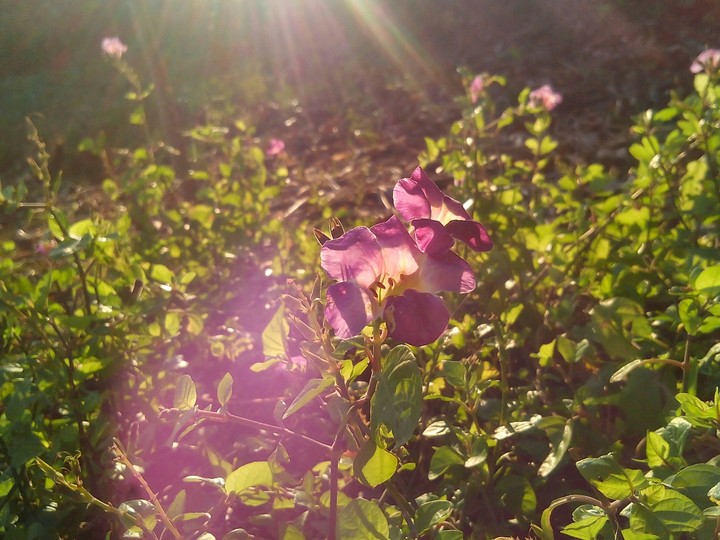 flowers