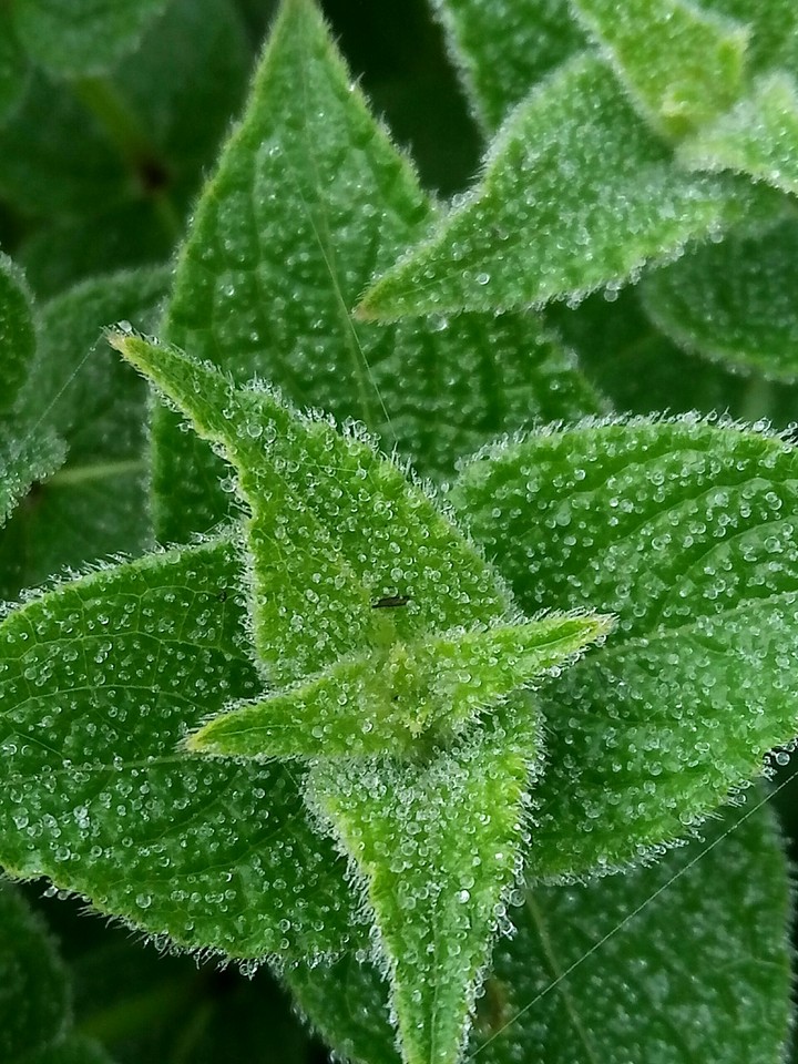 leafs