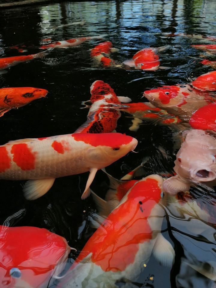Koi karpers