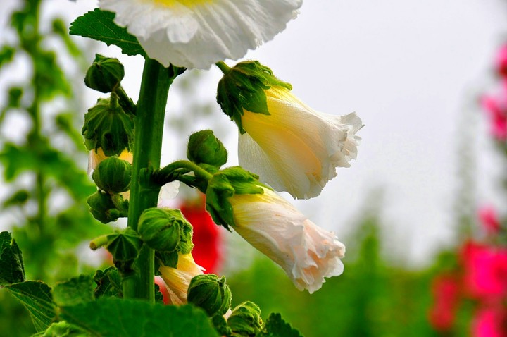 Hollyhock flower