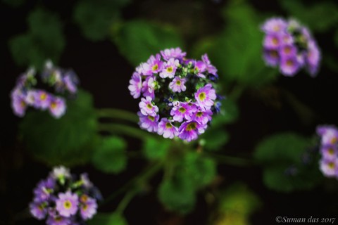 flowers, wildflower háttérképek