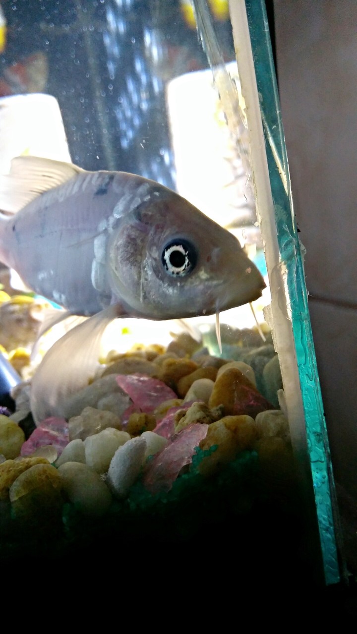 Pérola