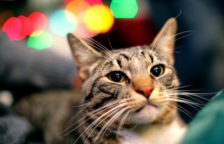 funny cat