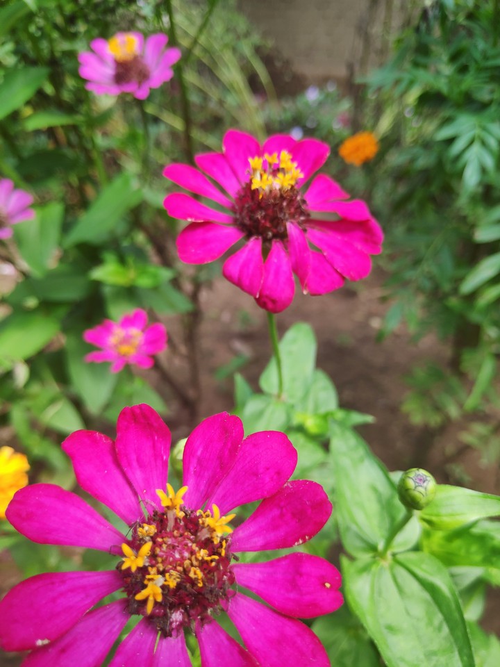 flowers