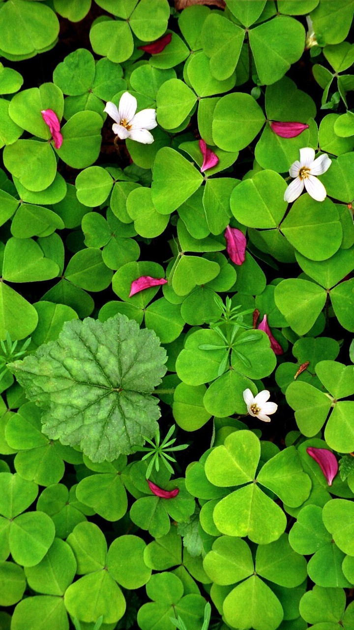 Simply Green