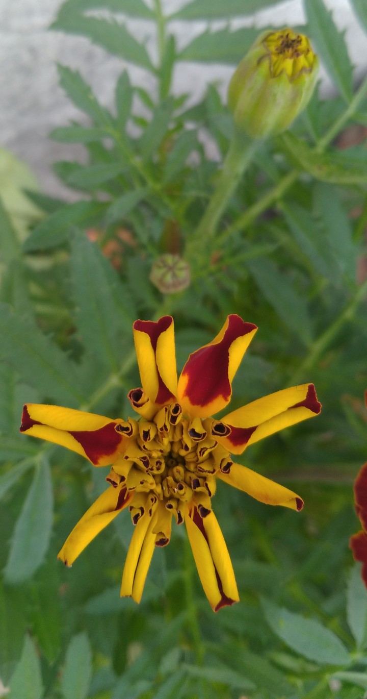 Buds