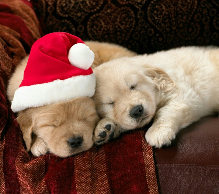 Dogs