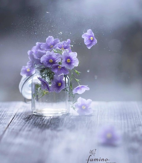 violet, bellflower वॉलपेपर