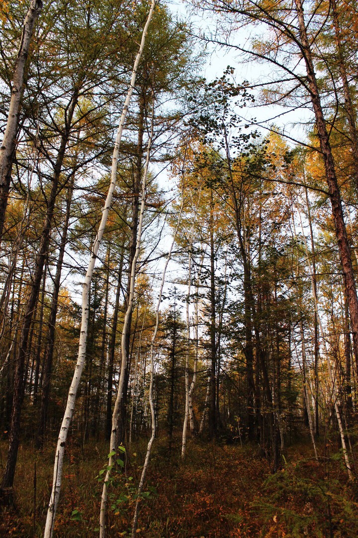 forest