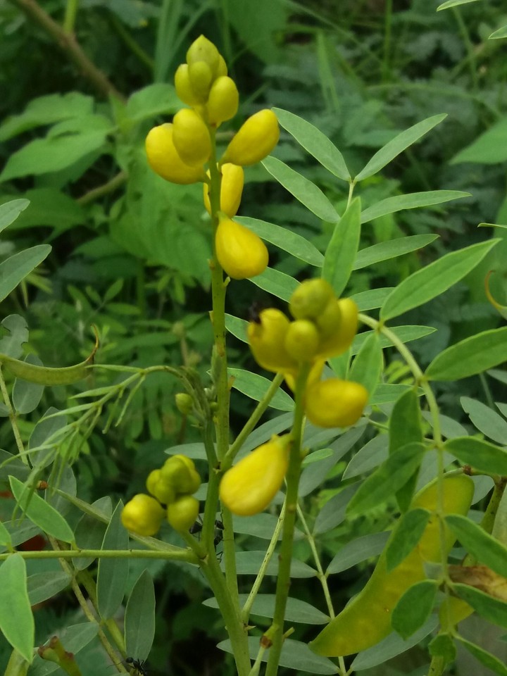 flowring plant
