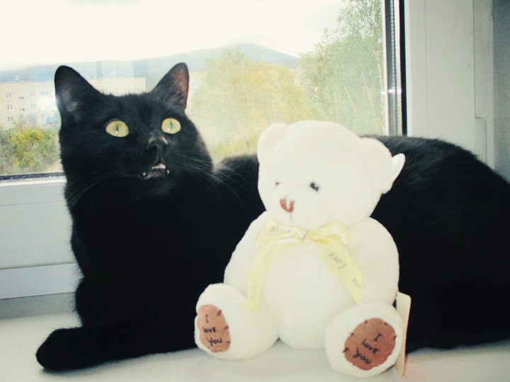 We love - cats