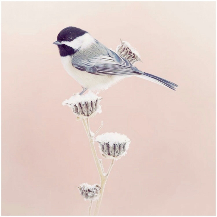 Wild Bird 