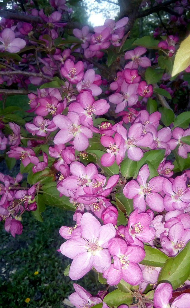 spring
