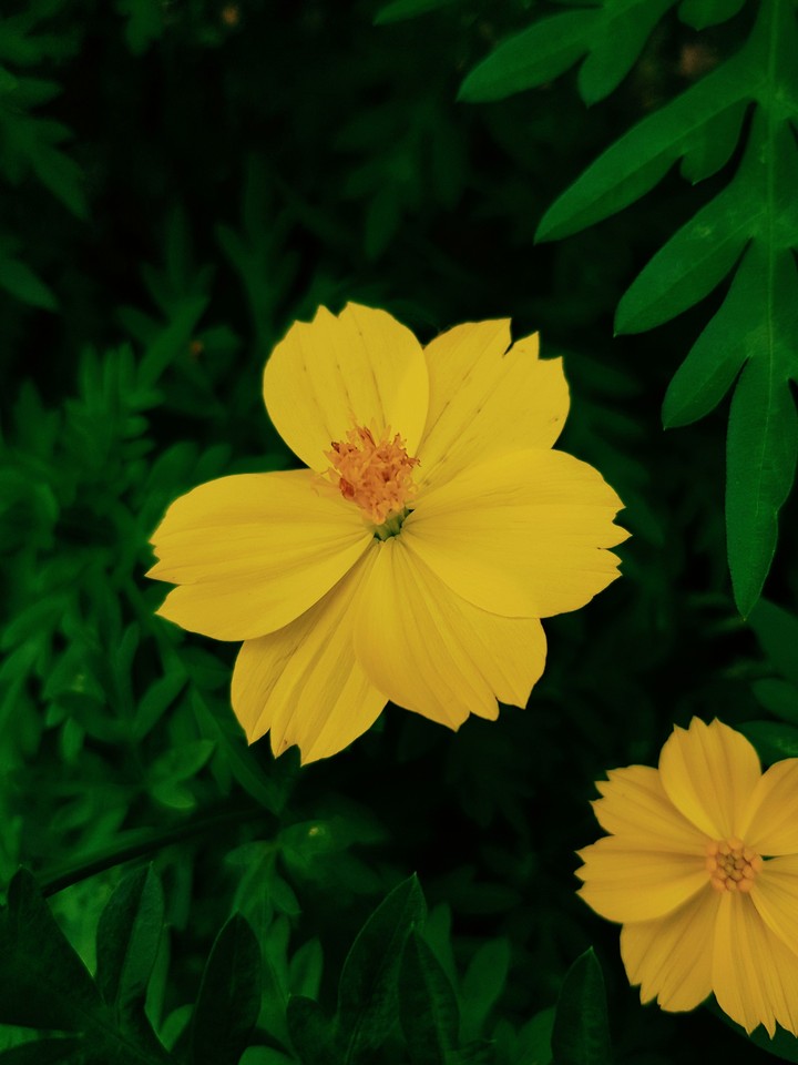 Where flowers bloom so does hope